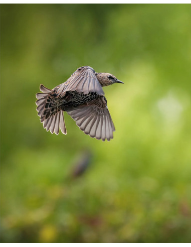 SONY ALPHA ILCE7 RM5 RV 61MP 10FPS VIDEO 8K NEW